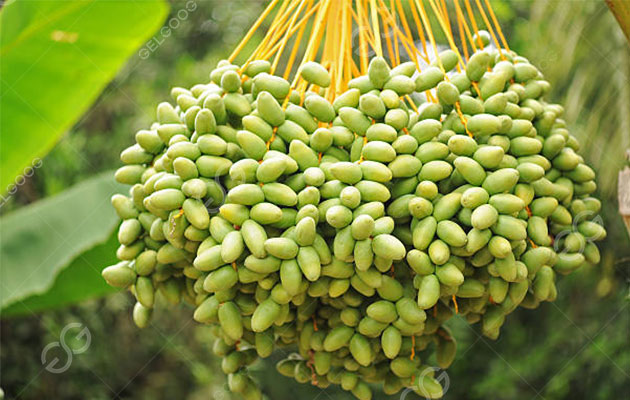 معدات تجهيز التمور.jpg معدات تجهيز التمور.jpg