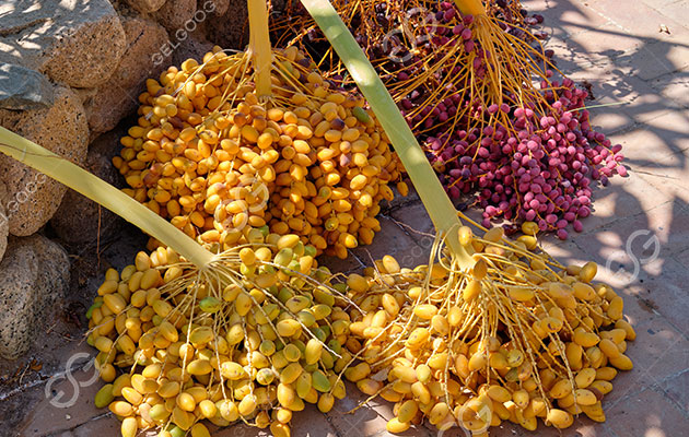 يحب الأردنيون التمر.jpg يحب الأردنيون التمر.jpg