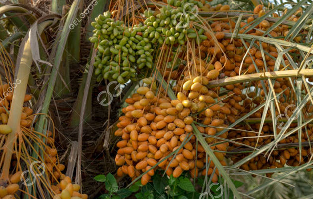 الرمز الثقافي الذي يحتويه نخل التمر.jpg الرمز الثقافي الذي يحتويه نخل التمر.jpg