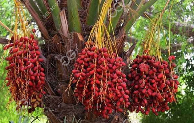 معالجة نخيل التمر.jpg معالجة نخيل التمر.jpg