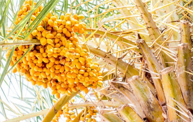 تاريخ التمر.jpg تاريخ التمر.jpg