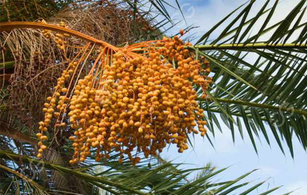 القيمة الغذائية للتمر.jpg القيمة الغذائية للتمر.jpg