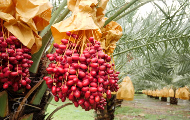 توزيع النخيل وسبب حب العرب للتمور.jpg توزيع النخيل وسبب حب العرب للتمور.jpg